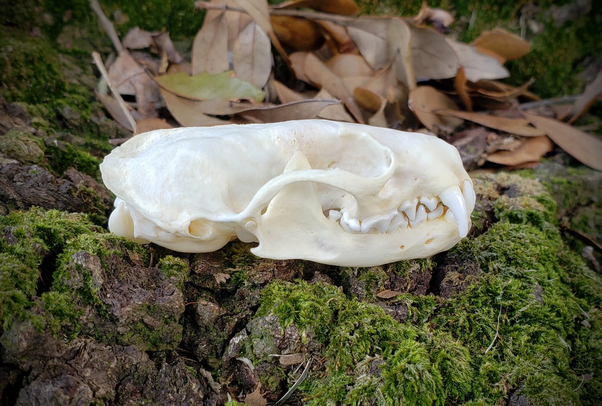 Image of Mink Skull