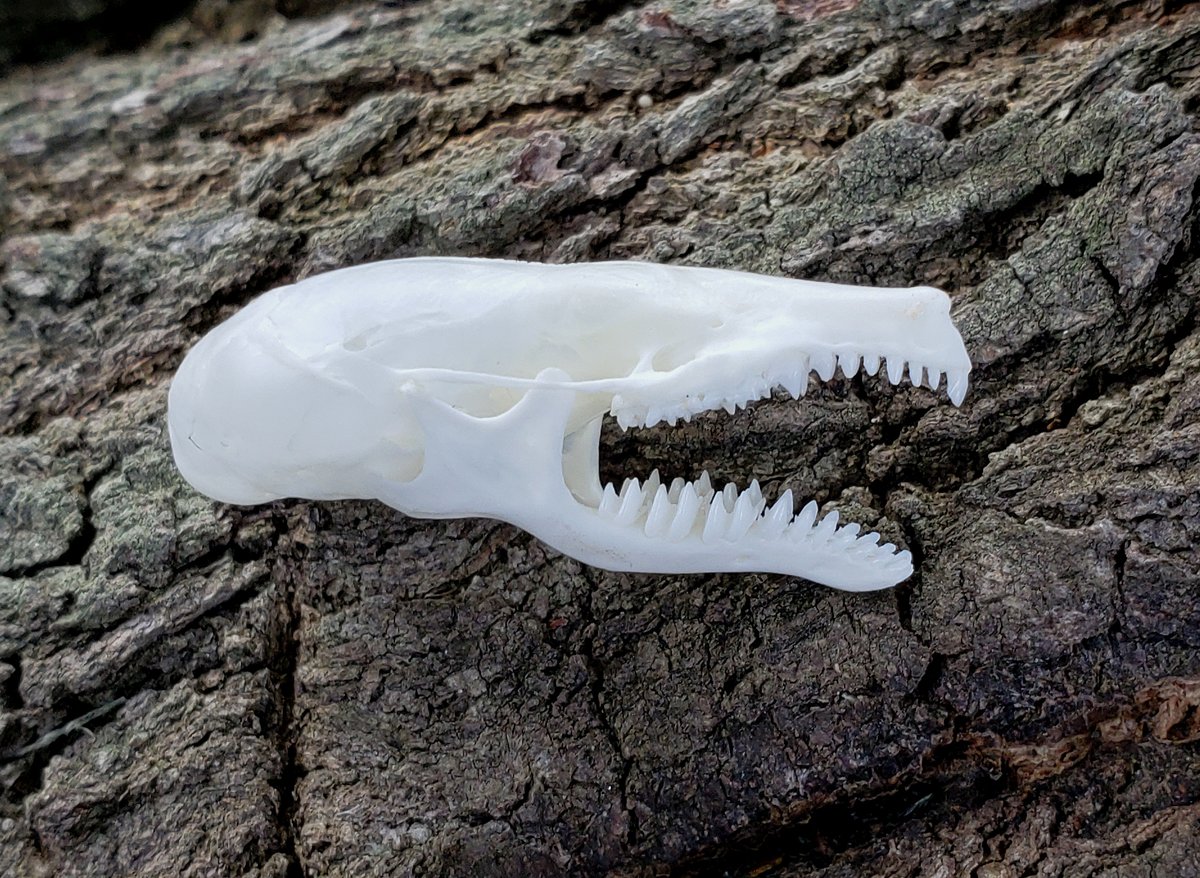 Image of Mole Skull