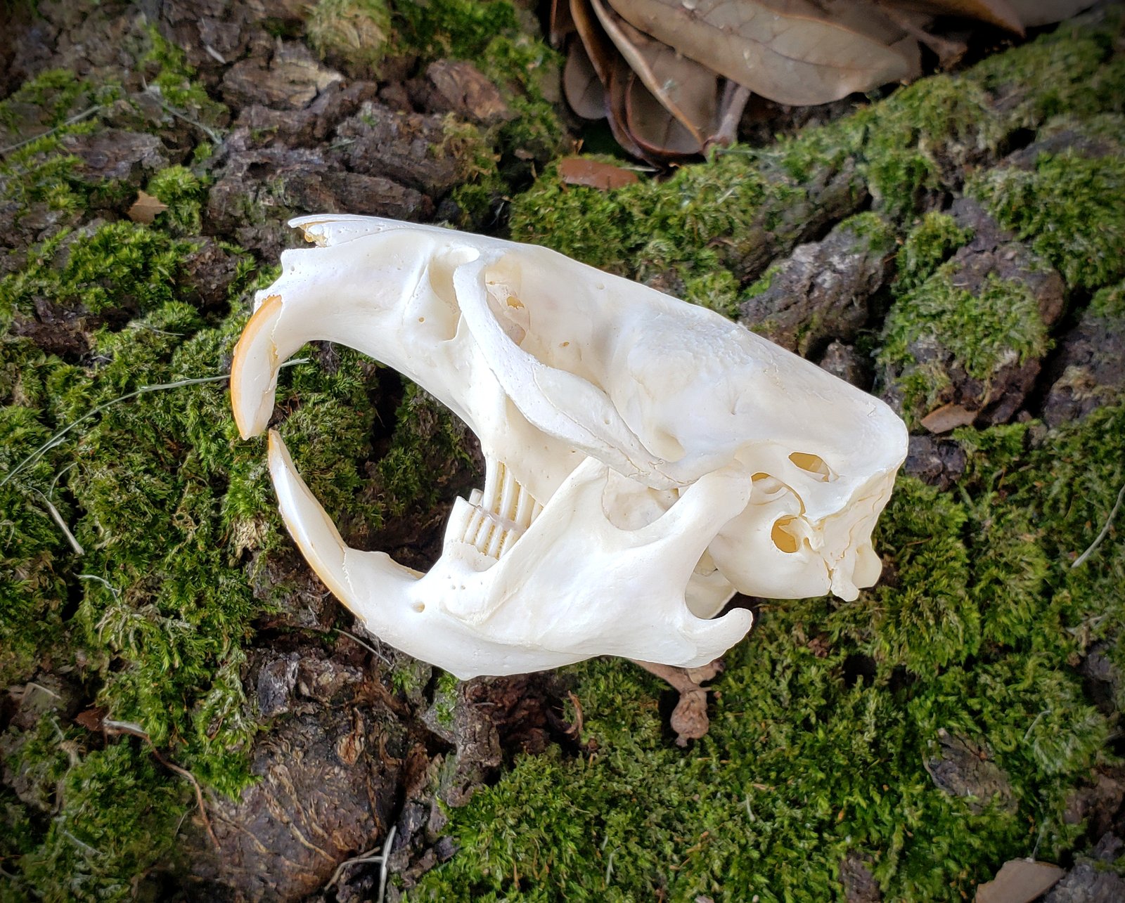 マウンテンリードバック　スカルホーン Skulls and Bones | Wild Hearted One