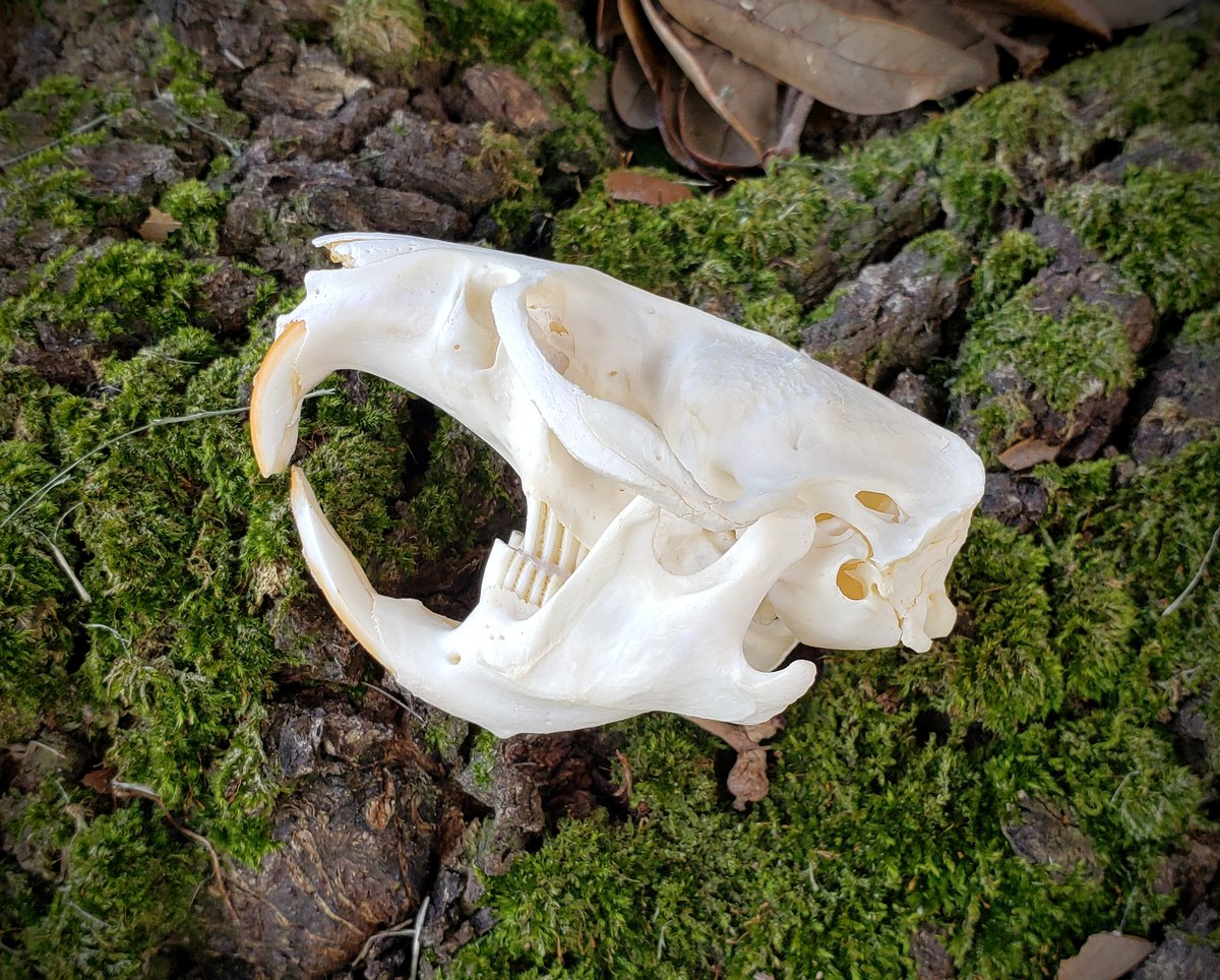 Image of Muskrat Skull