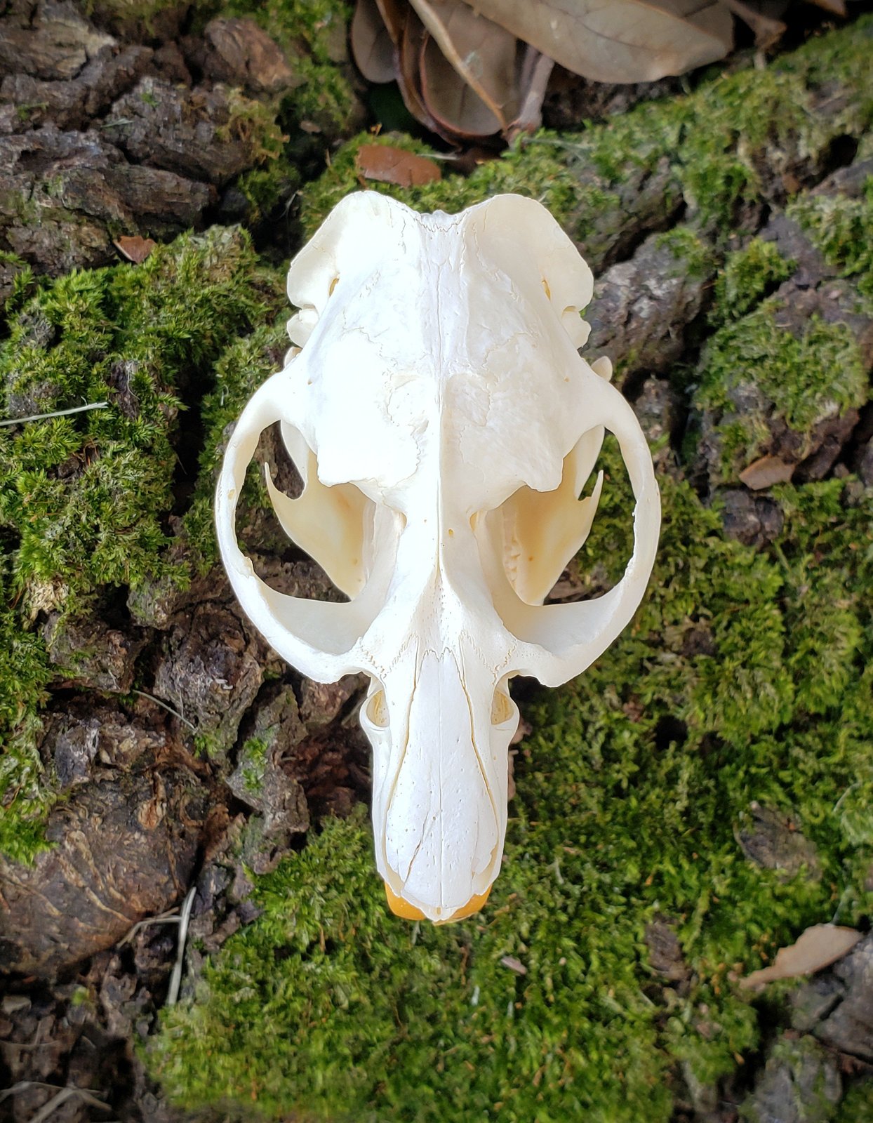 Muskrat Skull | Wild Hearted One