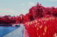 Heliconias in Infrared