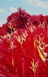 Heliconia details