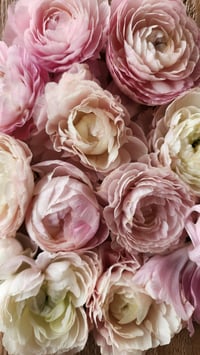 Image 3 of Ranunculus Share