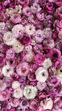 Image 5 of Ranunculus Share