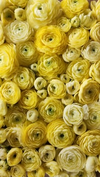 Image 4 of Ranunculus Share