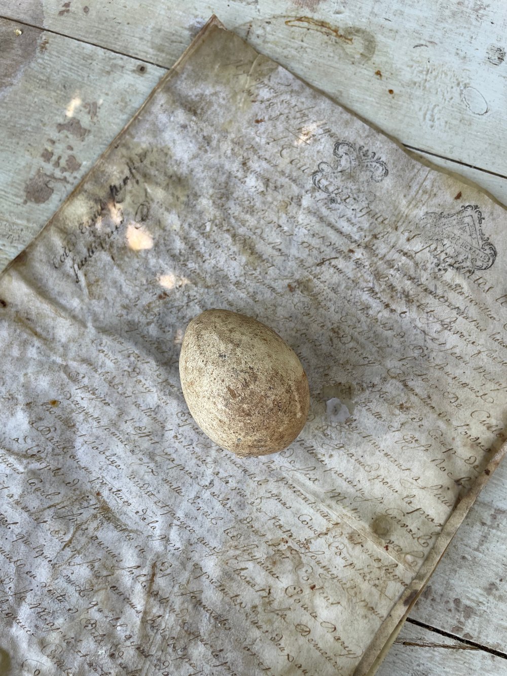 Image of Egg 
