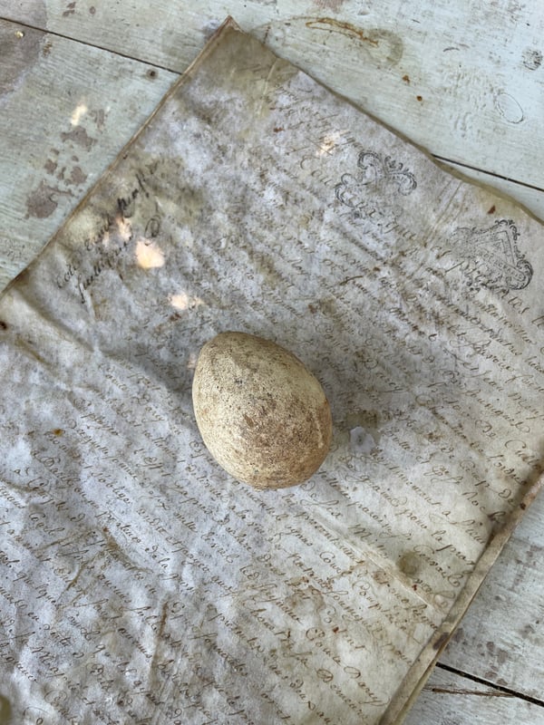 Image of Egg 