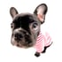 'French Bulldog', 2008 Image 4