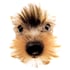 'Yorkshire Terrier', 2008 Image 4