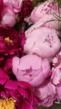 Image 3 of Peony Share