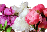 Image 1 of Peony Share