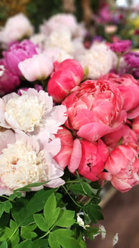 Image 4 of Peony Share