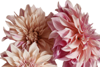 Image 1 of Dahlia Share