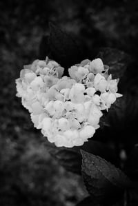 Hydrangea Heart 