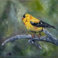 “American Goldfinch”