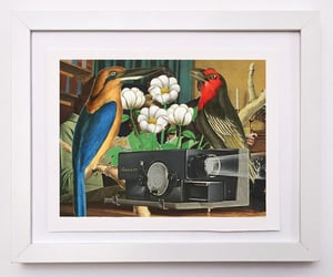 Image of Birds Watching Films