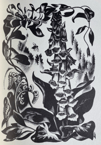 Image 3 of Through The Woods by H.E.Bates illustrations by Agnes Miller Parker