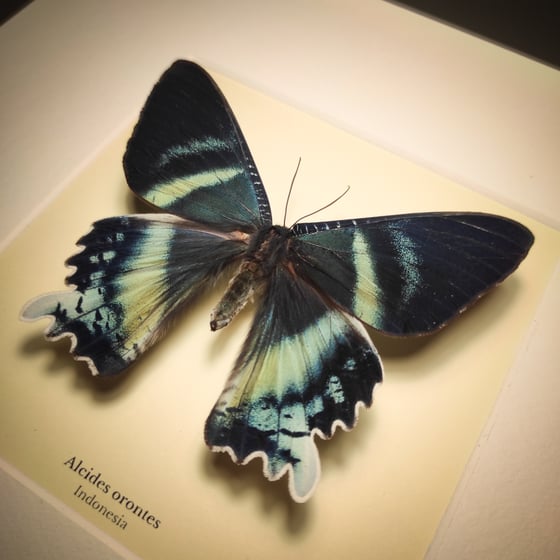 Image of Alcides orontes