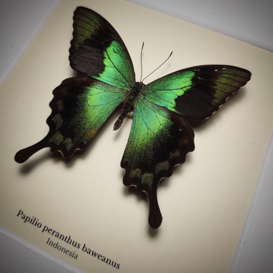 Image of Papilio peranthus baweanus