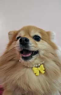 Image 2 of Yellow Bow Coquette Collar