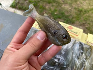 Image of Bob’s Bluegill 2Pck(Dark Ghost)