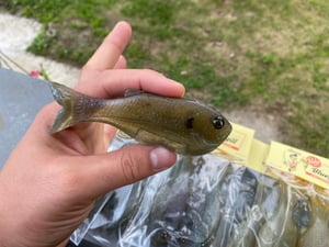Image of Bob’s Bluegill 2Pck(Dark Ghost)