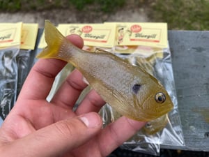 Image of Bob’s Bluegill 2Pck (Ghost Sun)