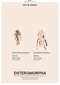 Image 2 of ALGUES ENTEROMORPHA - DOS de BO - 2 tailles (prix à partir de)