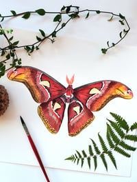 Image 5 of Atlas Moth Watercolor Illustration PRINT