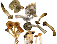 Image 1 of Dried Magic Mushrooms 3.5g - OnlyShrooms