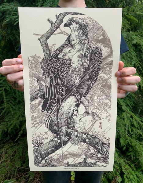 Image of Osprey ( Pandion haliaetus ) Giclee Print