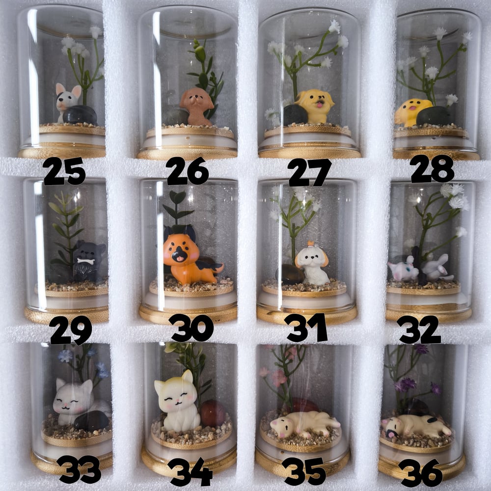 🔮 Amis Protecteurs (terrariums décoratifs)