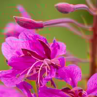 Image 1 of Natures Nectar, In Progress