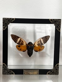 Giant Vietnam Cicada Elegance