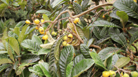 Image 3 of Eriobotrya Japonica - Loquat