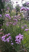 Herbal Walks and Group Talks 