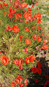 Herbal Walks and Group Talks 