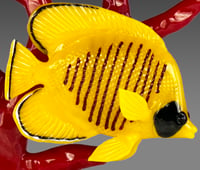 Image 3 of Gold Butterflyfish on Red Coral Branch