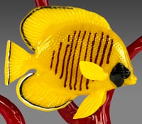 Image 4 of Gold Butterflyfish on Red Coral Branch
