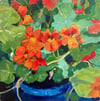 Nasturtiums Number 3