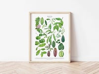 Image 5 of Hoya Species Poster