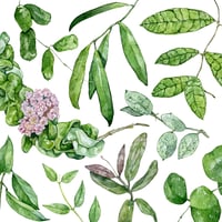 Image 11 of Hoya Species Poster