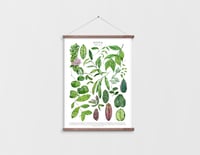 Image 7 of Hoya Species Poster