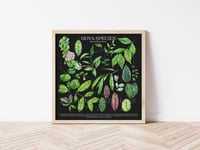 Image 6 of Hoya Species Poster