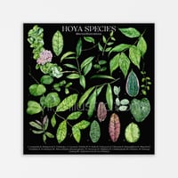 Image 4 of Hoya Species Poster