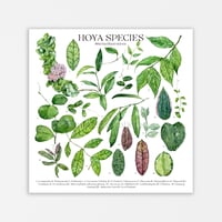 Image 3 of Hoya Species Poster