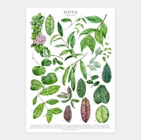 Image 1 of Hoya Species Poster
