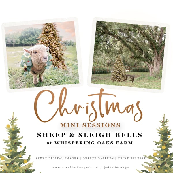 Image of Sheep & Sleigh Bells at Whispering Oaks Farm