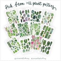 Image 10 of Syngonium Species Poster